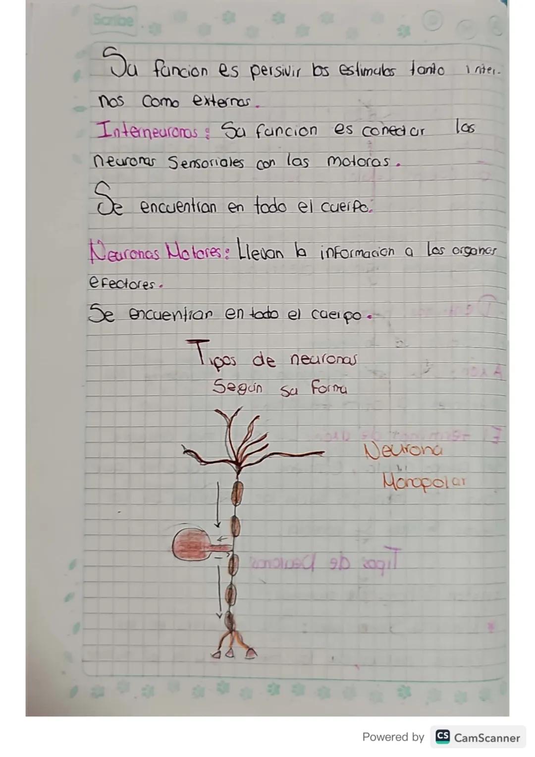 D
M
A
Scribe
# Sistema Nervioso

Es un conjunto de tejidos y organos que
activan para recibir 4 procesar informacion
para dar una respuesta.