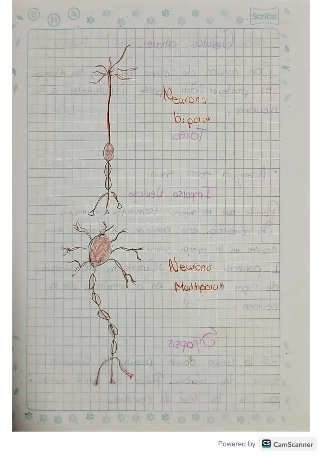 D
M
A
Scribe
# Sistema Nervioso

Es un conjunto de tejidos y organos que
activan para recibir 4 procesar informacion
para dar una respuesta.