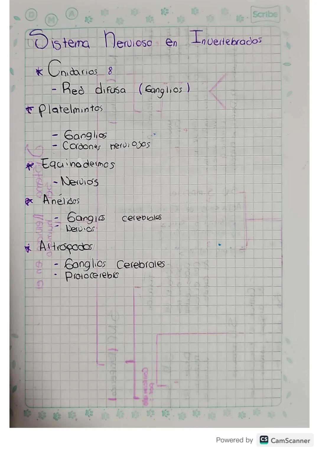 D
M
A
Scribe
# Sistema Nervioso

Es un conjunto de tejidos y organos que
activan para recibir 4 procesar informacion
para dar una respuesta.