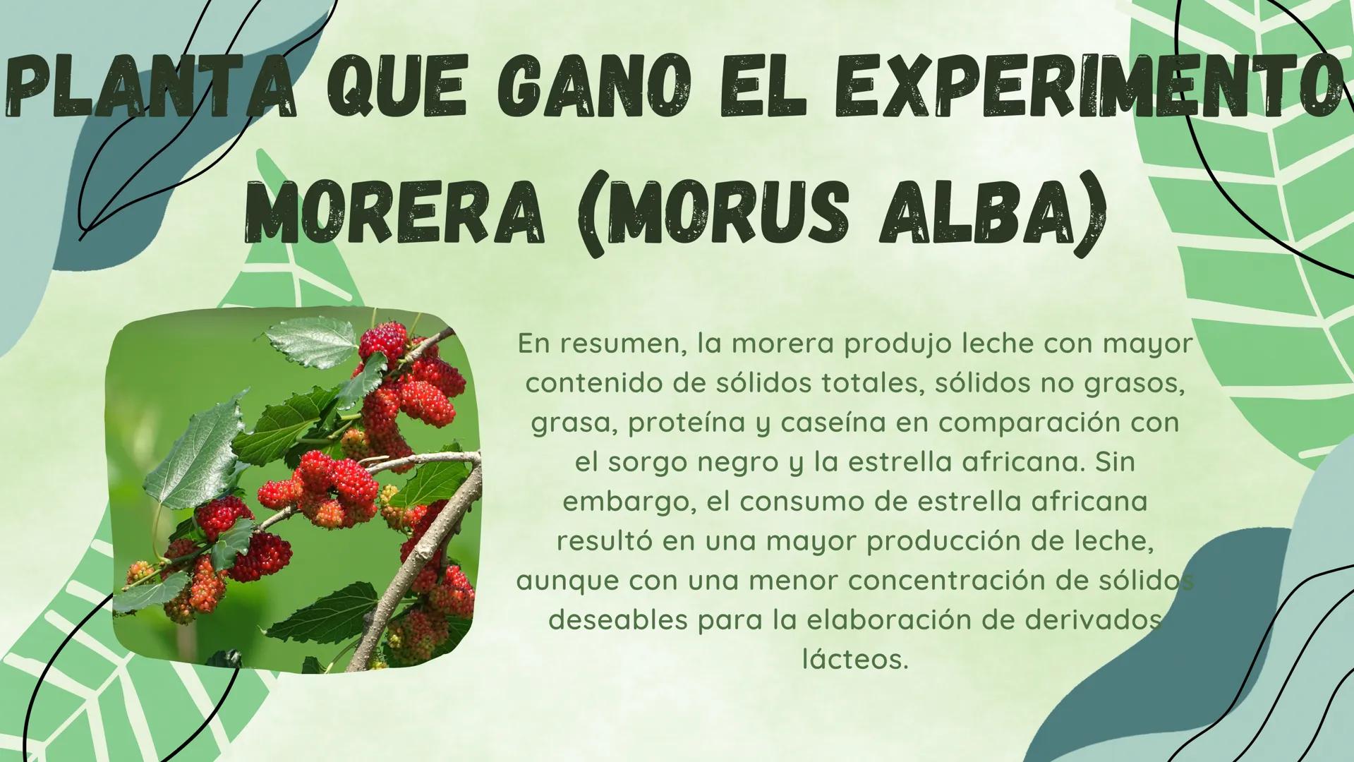 # INTRODUCCION

Jackianza de cabras para la producción de leche es una es
una estrategia
portante en países desarrollo para combatir la desn