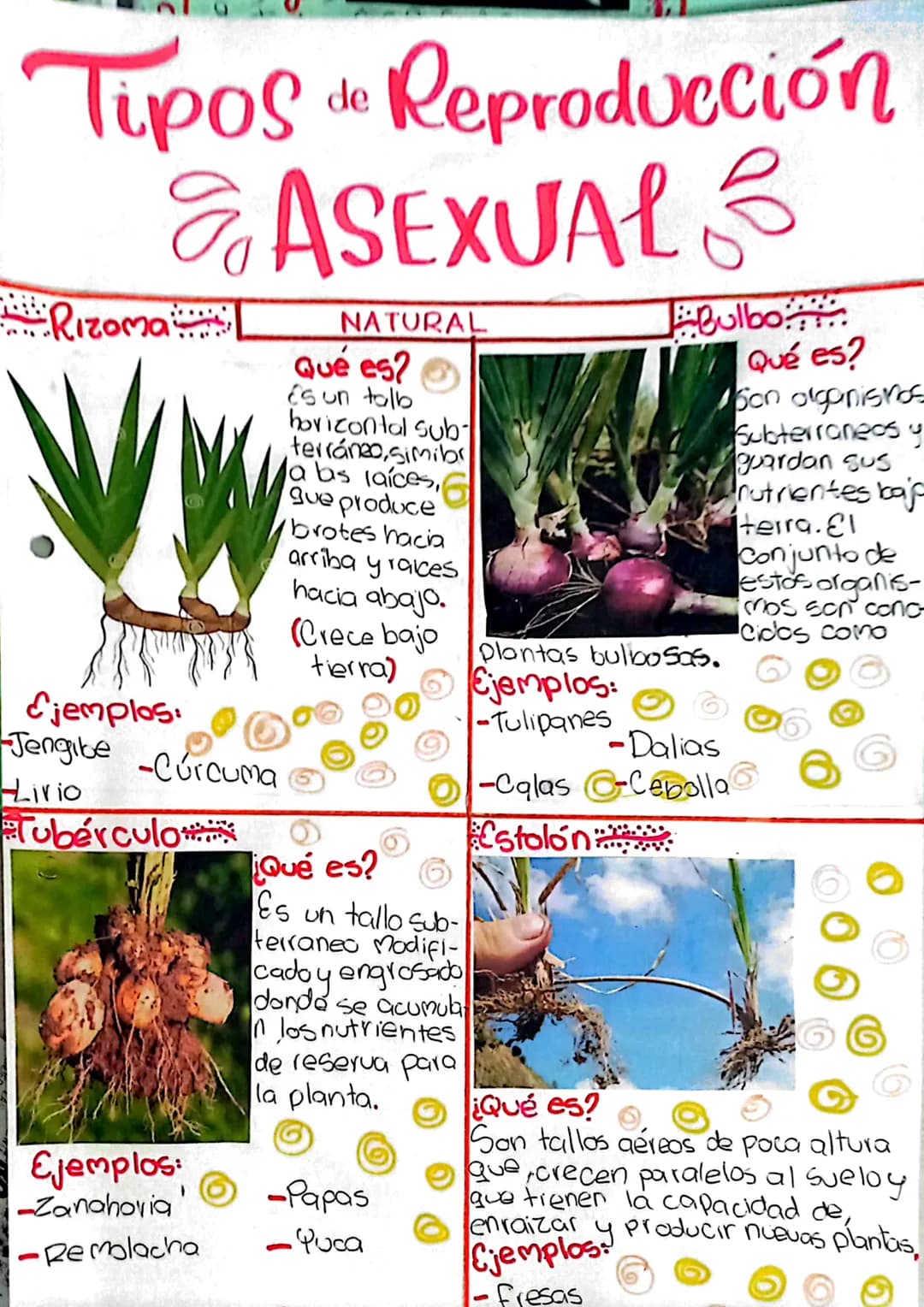 Tipos
Rizoma
de
Reproducción
& ASEXUAL
NATURAL
Qué es?
Es un talb
horizontal sub-
terráneo,simib
a bs laices,
que produce
Bulbo
Qué es?
Son 