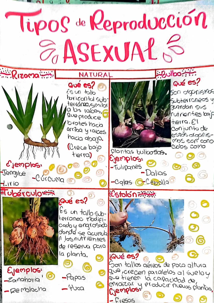 Tipos
Rizoma
de
Reproducción
& ASEXUAL
NATURAL
Qué es?
Es un talb
horizontal sub-
terráneo,simib
a bs laices,
que produce
Bulbo
Qué es?
Son 