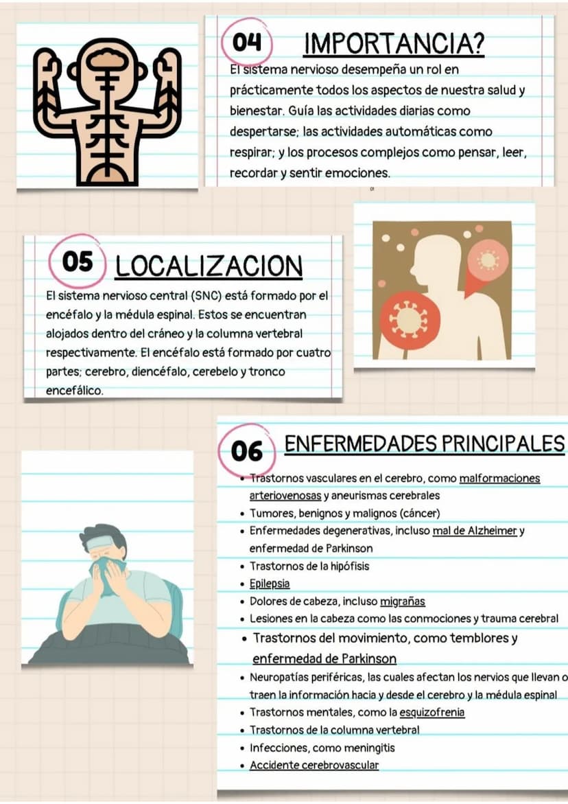 01
PREGUNTAS
SISTEMA
NERVIOSO
QUE ES?
El sistema nervioso es un conjunto de células
especializadas en la conducción de señales eléctricas,
e