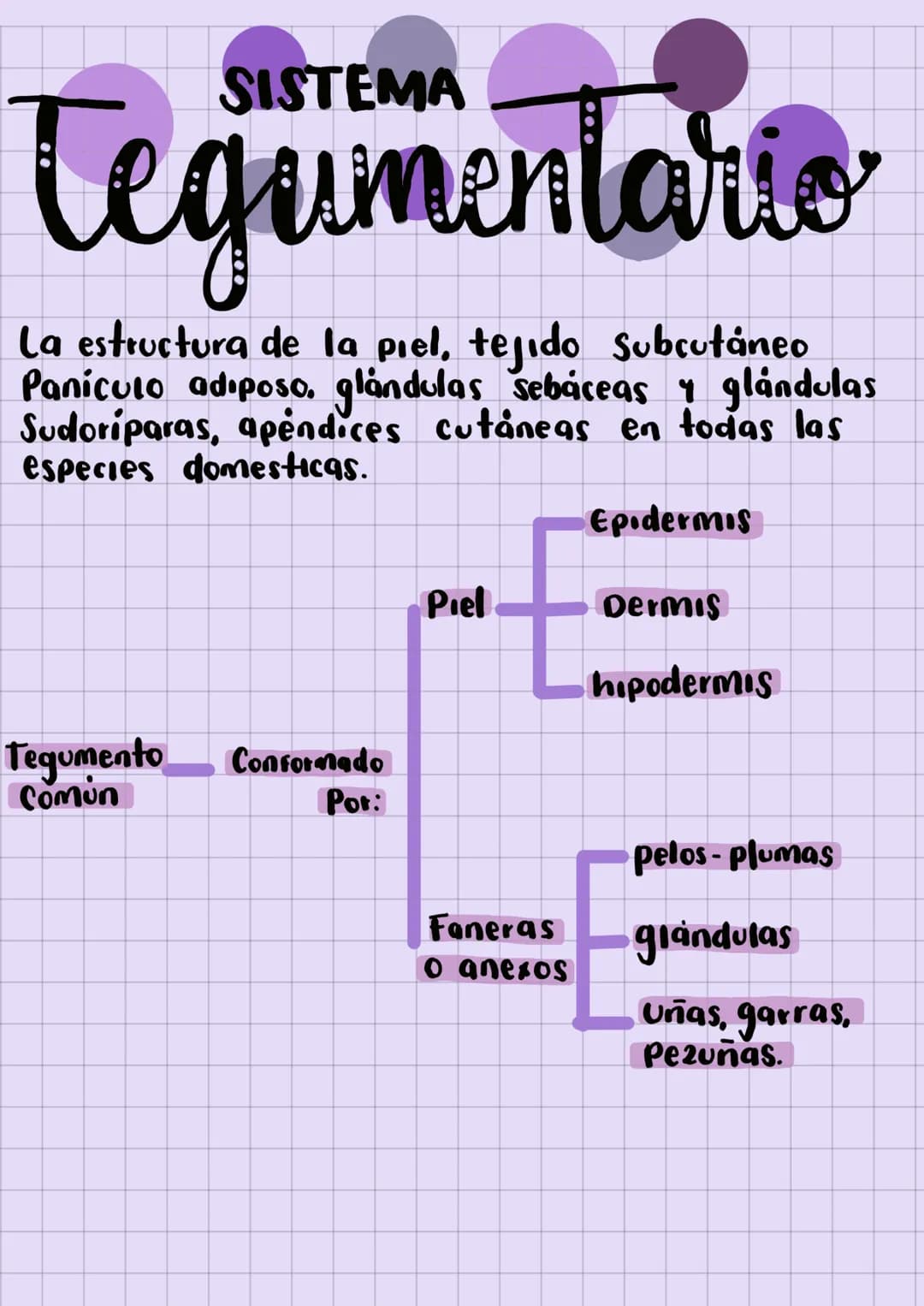✓ SISTEMA
tegumentario
La estructura de la piel, tejido subcutaneo
Paniculo adiposo, glándulas sebáceas & glándulas
Sudoriparas, apendices c