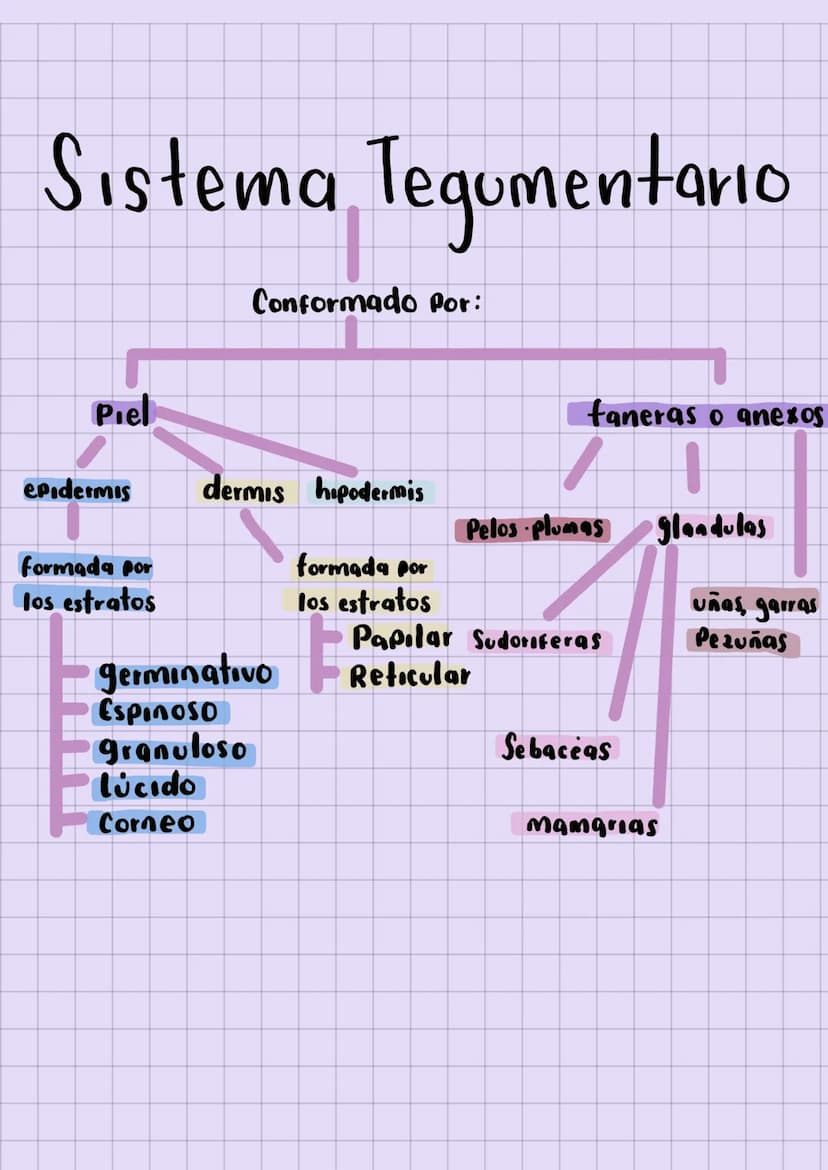 ✓ SISTEMA
tegumentario
La estructura de la piel, tejido subcutaneo
Paniculo adiposo, glándulas sebáceas & glándulas
Sudoriparas, apendices c