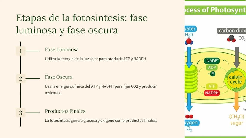 La fotosíntesis: el
proceso
fundamental de la
vida
La fotosíntesis es el proceso clave que sustenta la vida en la Tierra,
convirtiendo la en