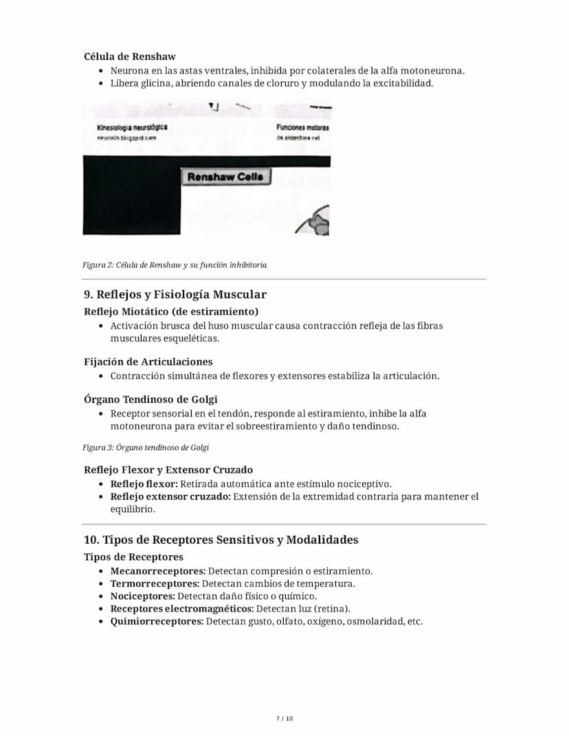 Guía de Fisiología - Unidad 1: La Célula y el Sistema Nervioso
1. La Célula: Unidad Anatómica, Fisiológica y Estructural
Estructura Celular
