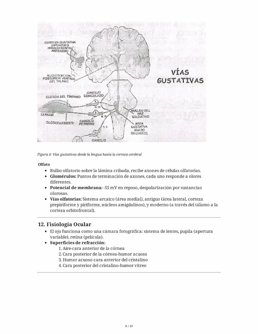 Guía de Fisiología - Unidad 1: La Célula y el Sistema Nervioso
1. La Célula: Unidad Anatómica, Fisiológica y Estructural
Estructura Celular
