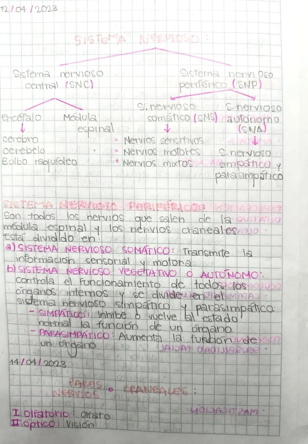 12/04/2023

SISTEMA NERVIOSO:

Sistema nervioso
central (SNC)

Sistema nervi Oso
periférico (SNP)

Encefalo
↓
cerebro
cerebelo
Bulbo raquíde
