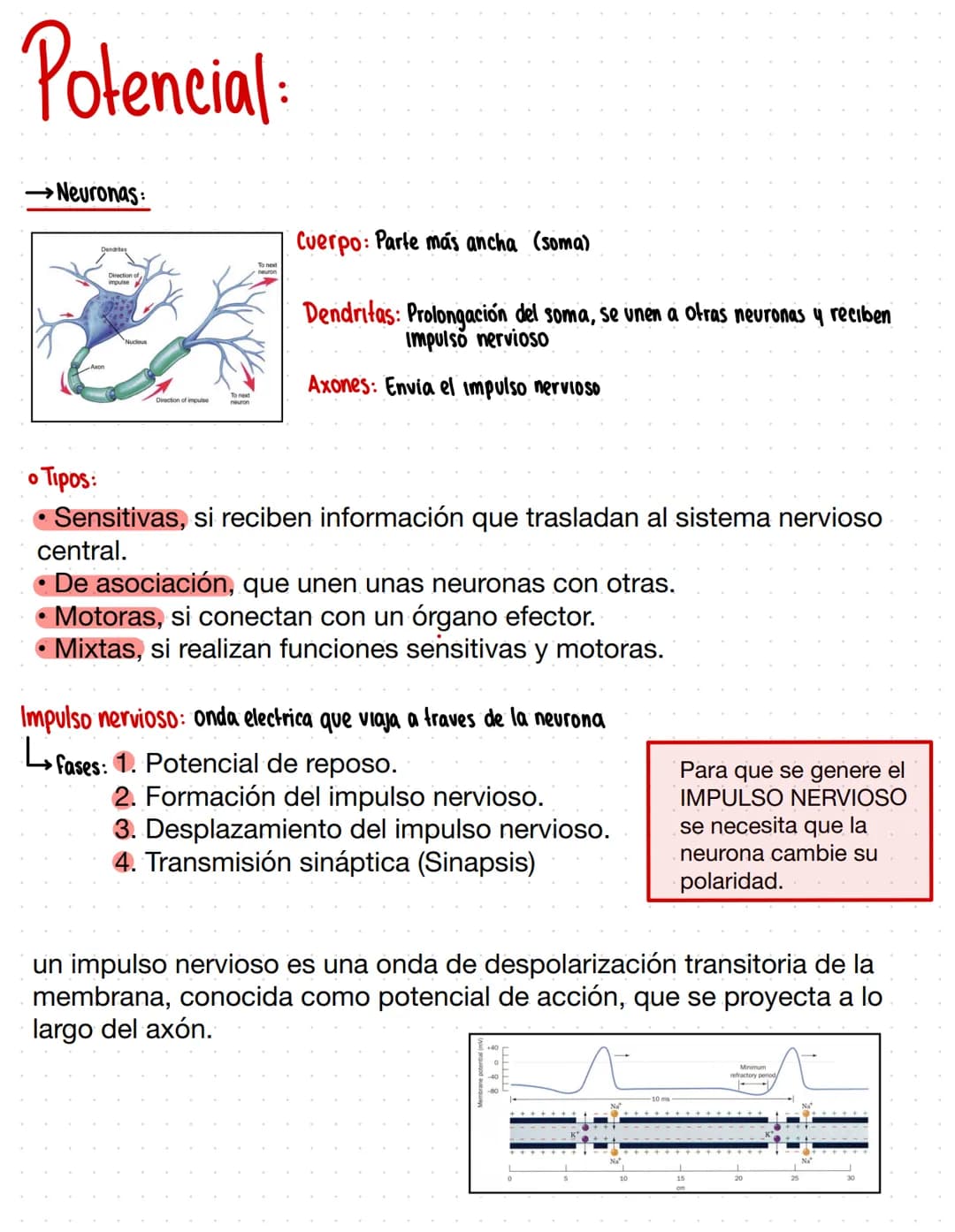 Potencial:
→Neuronas:
Dendrites
mouse
Cuerpo: Parte más ancha (soma)
Dendritas: Prolongación del soma, se unen a otras neuronas y reciben
Im