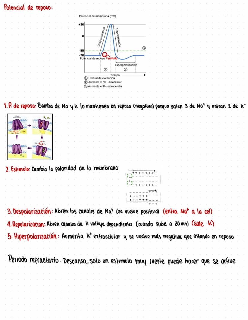 Potencial:
→Neuronas:
Dendrites
mouse
Cuerpo: Parte más ancha (soma)
Dendritas: Prolongación del soma, se unen a otras neuronas y reciben
Im