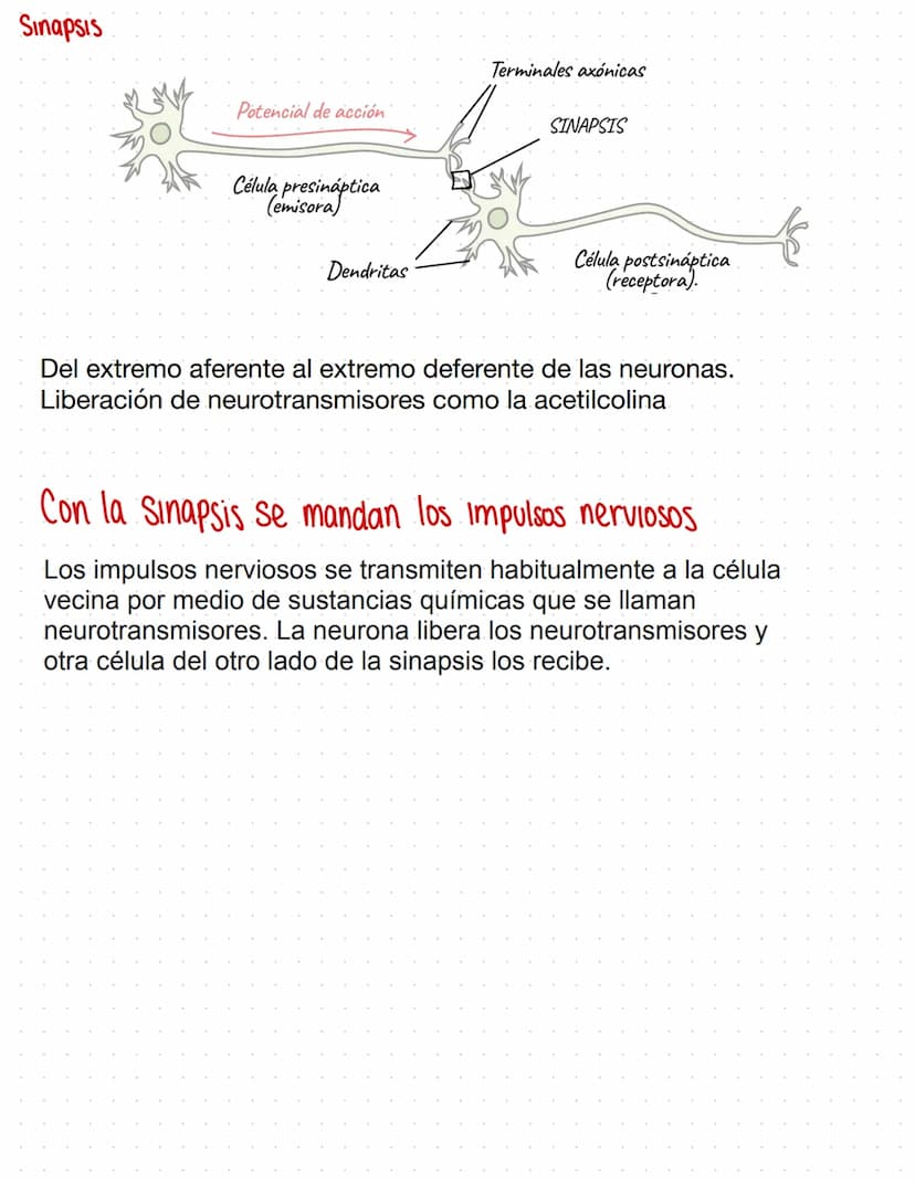Potencial:
→Neuronas:
Dendrites
mouse
Cuerpo: Parte más ancha (soma)
Dendritas: Prolongación del soma, se unen a otras neuronas y reciben
Im