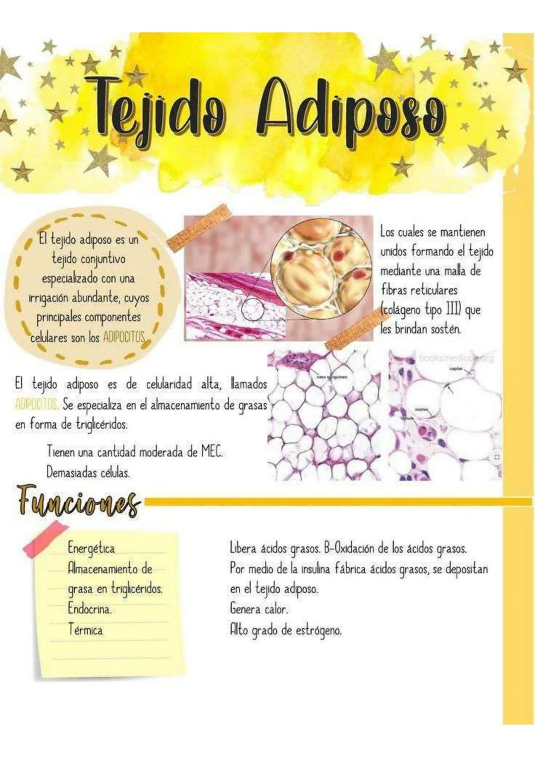 Tejido Adipose
El tejido adiposo es un
tejido conjuntivo
especializado
con una
irrigación abundante, cuyos
principales componentes
celulares