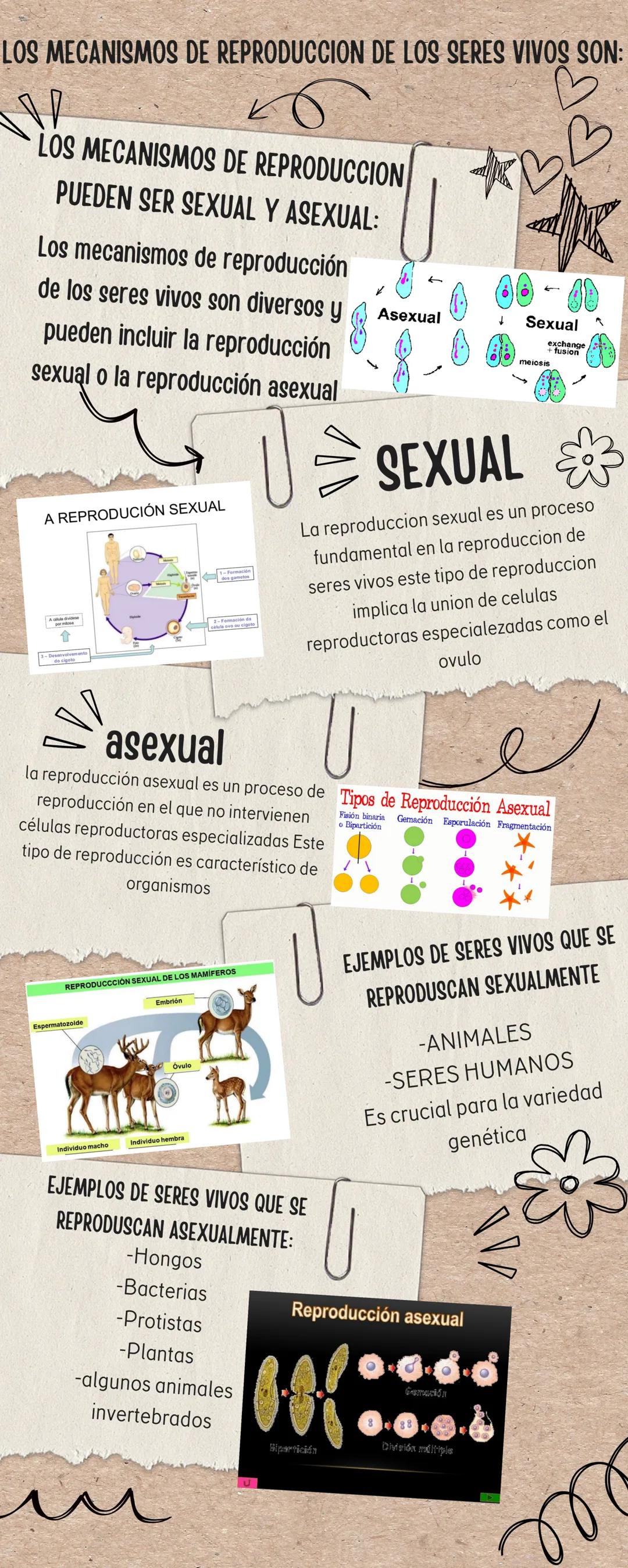 LOS MECANISMOS DE REPRODUCCION DE LOS SERES VIVOS SON:

LOS MECANISMOS DE REPRODUCCION
PUEDEN SER SEXUAL Y ASEXUAL:
Los mecanismos de reprod