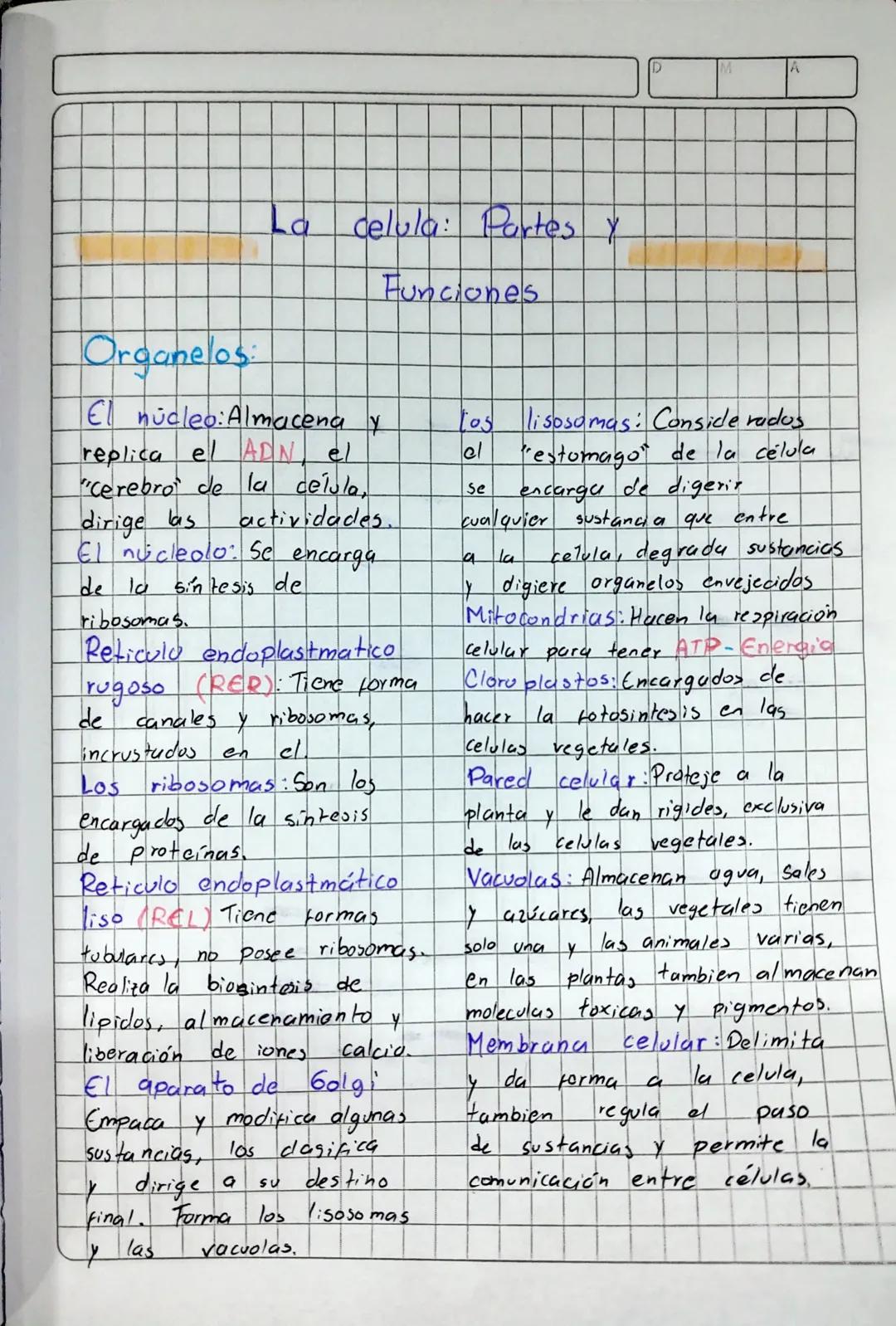 Organelos

La celula: Partes y
Funciones

El núcleo: Almacena y
replica el ADN, el
"Cerebro de la célula,
dirige las actividades.
El núcleol