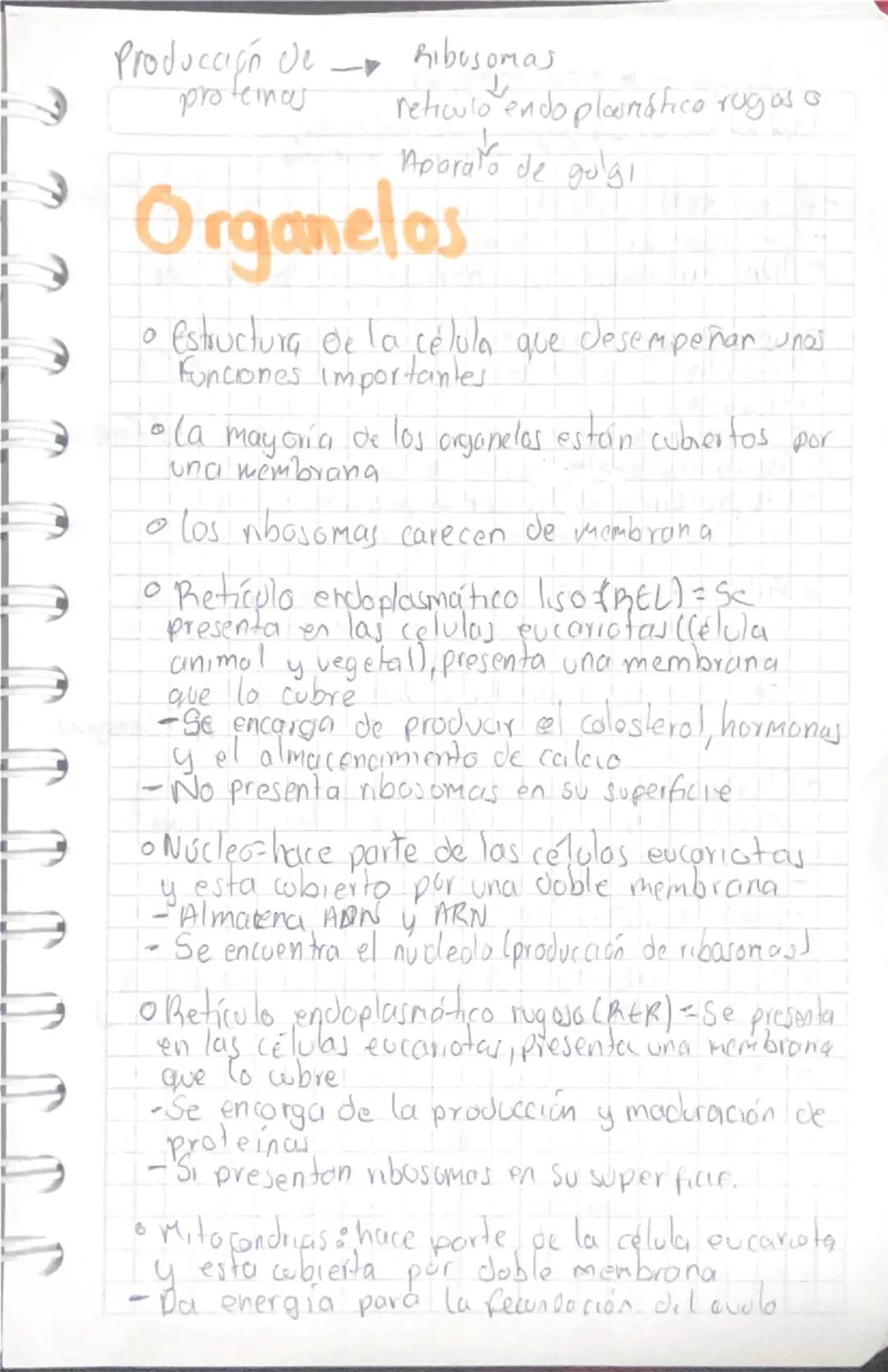 Capacidad de regular la sal en
su organismo.
Biologia Macro
Teoría L
Conceptos
Información
Practical
Explicar Practica
Preguntar
Bracenosis
