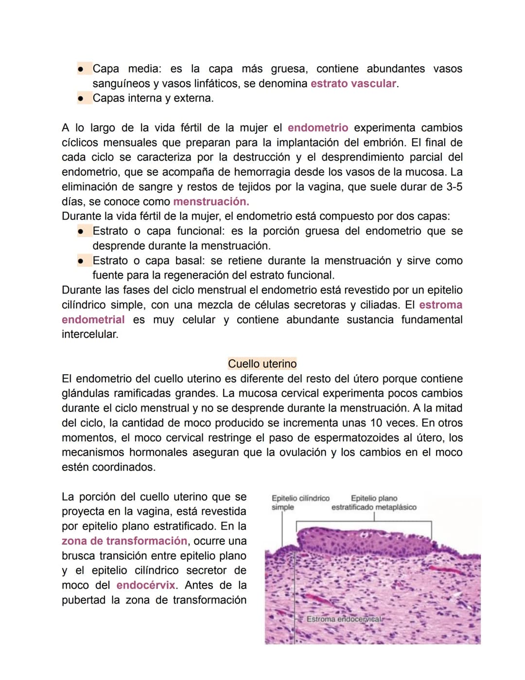 Aparato reproductor femenino-Valentina Becerra
Fundamentos del aparato reproductor femenino
El aparato genital femenino está compuesto por ó