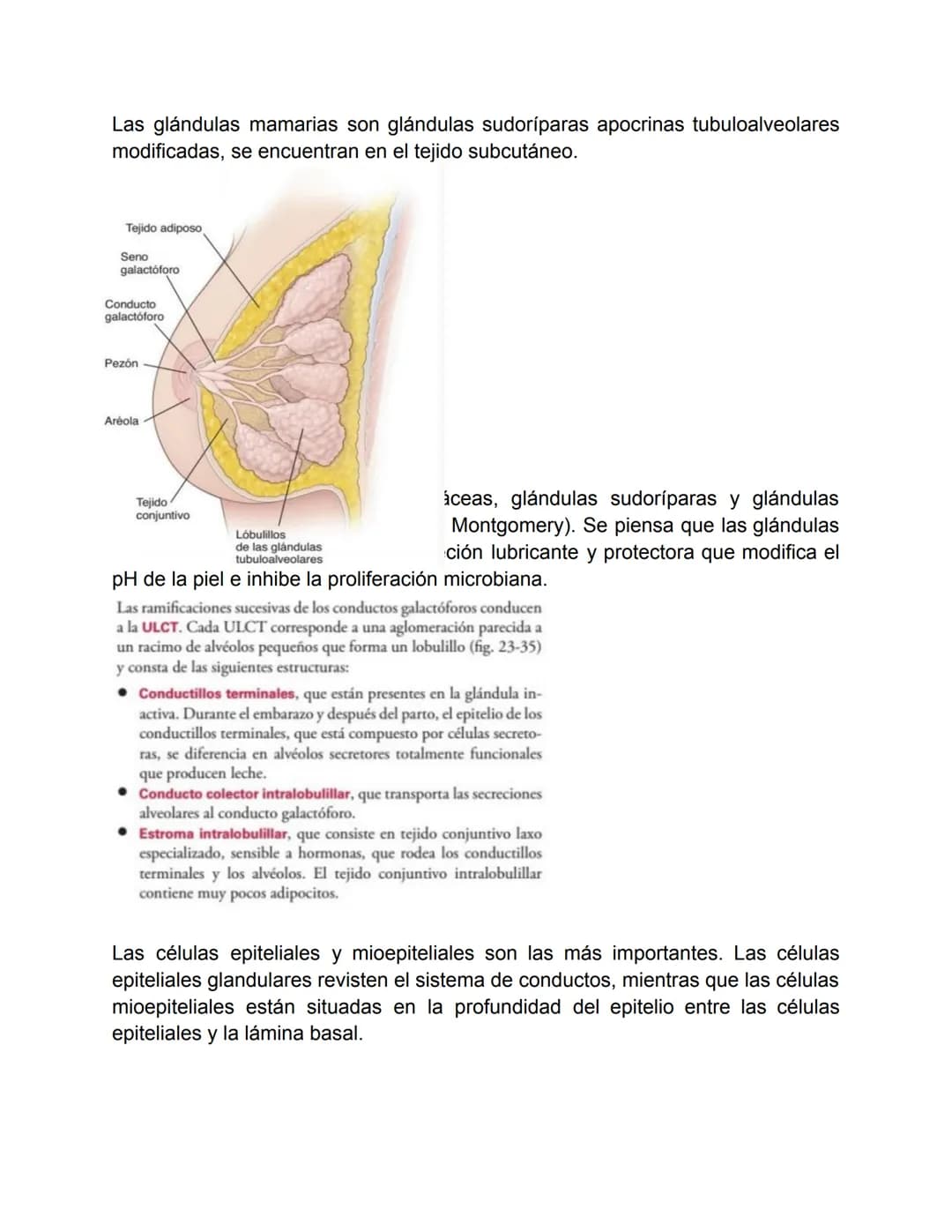 Aparato reproductor femenino-Valentina Becerra
Fundamentos del aparato reproductor femenino
El aparato genital femenino está compuesto por ó
