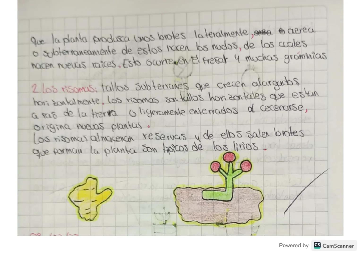 06/03/23.

Reproducción asexual de las
plantas

Las plantas se marchitan 4 mueren. Sin embargo, las especes
vegetales siguen existiendo en l