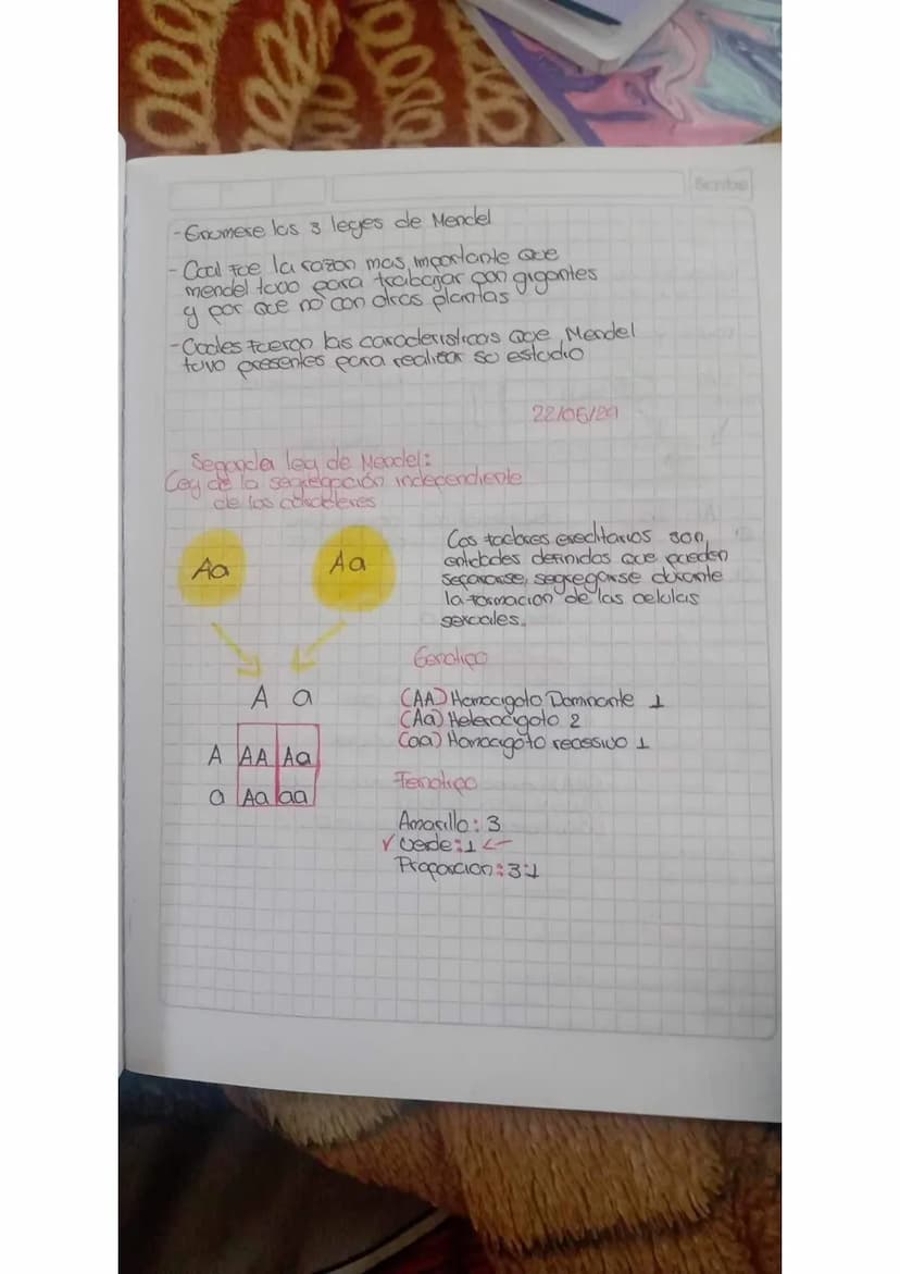 000
0800
-Gromere las 3 leges de Mendel
•Coal Foe la razon mas importante Que
mendel tooo para trabajar can gigantes
y por ace no con otras 
