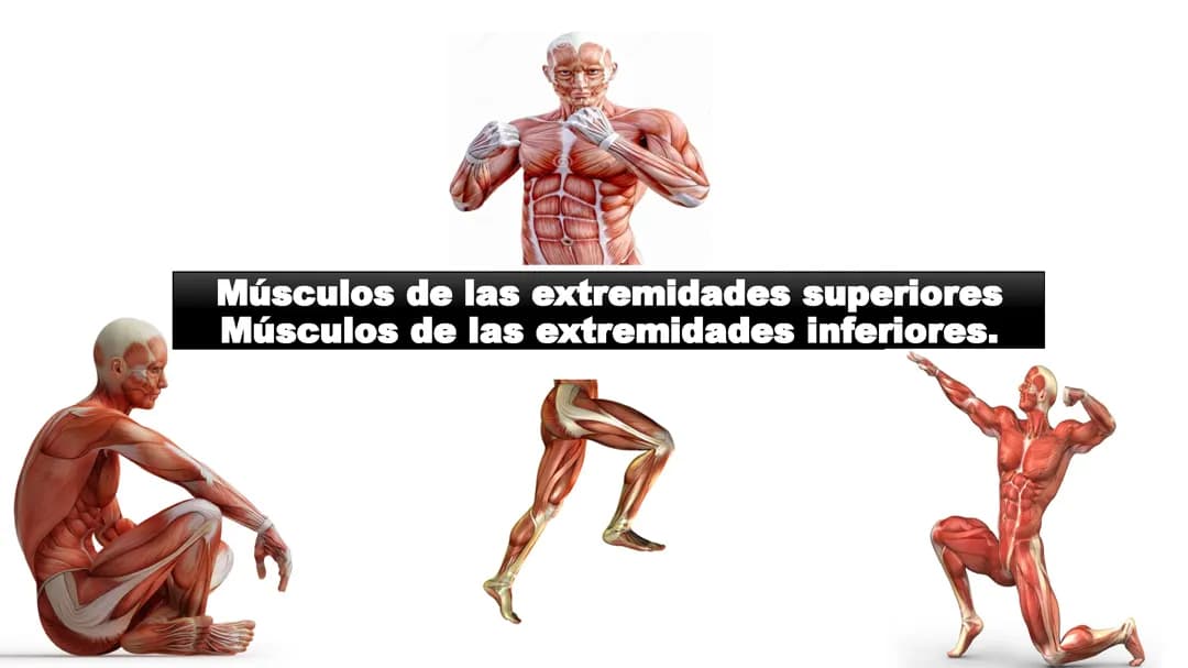 MUSCULOS MIEMBROS SUPERIORES E INFERIORES 