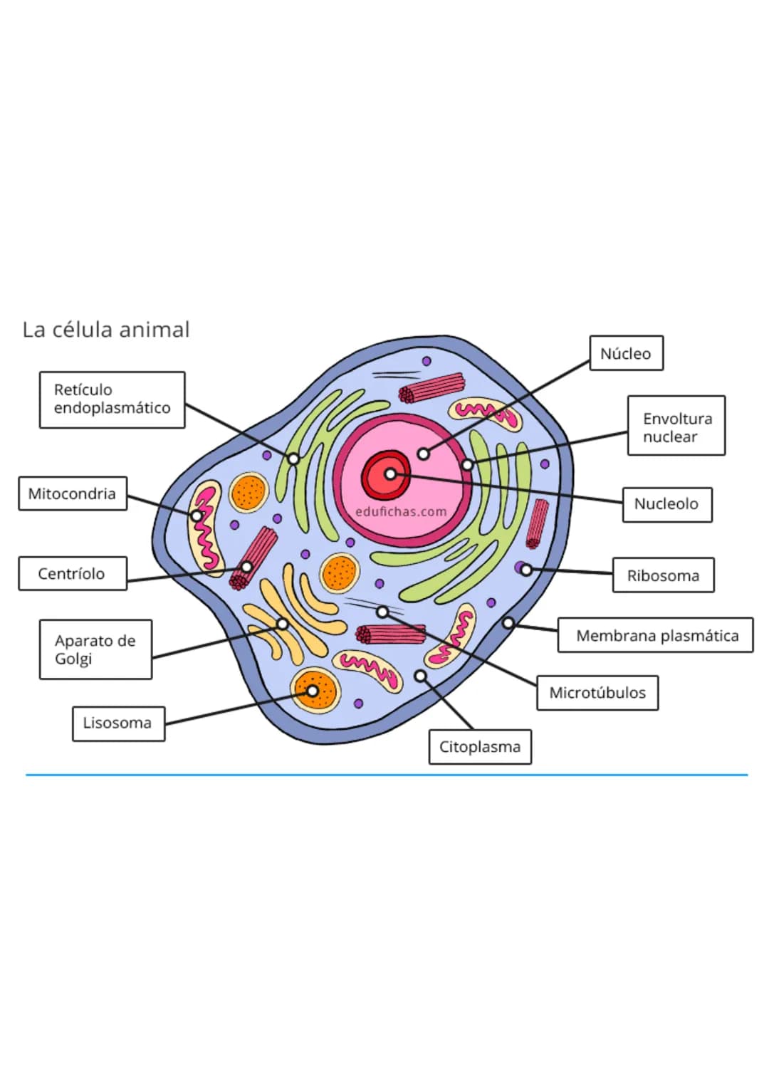 La célula animal
Retículo
endoplasmático
Mitocondria
Centríolo
Aparato de
Golgi
Lisosoma
Núcleo
Envoltura
nuclear
Nucleolo
edufichas.com
www