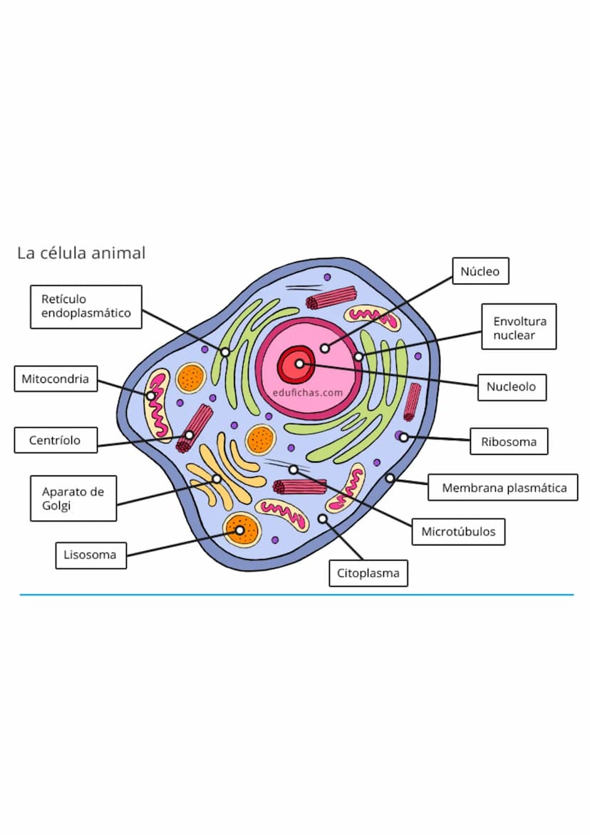 La célula animal
Retículo
endoplasmático
Mitocondria
Centríolo
Aparato de
Golgi
Lisosoma
Núcleo
Envoltura
nuclear
Nucleolo
edufichas.com
www
