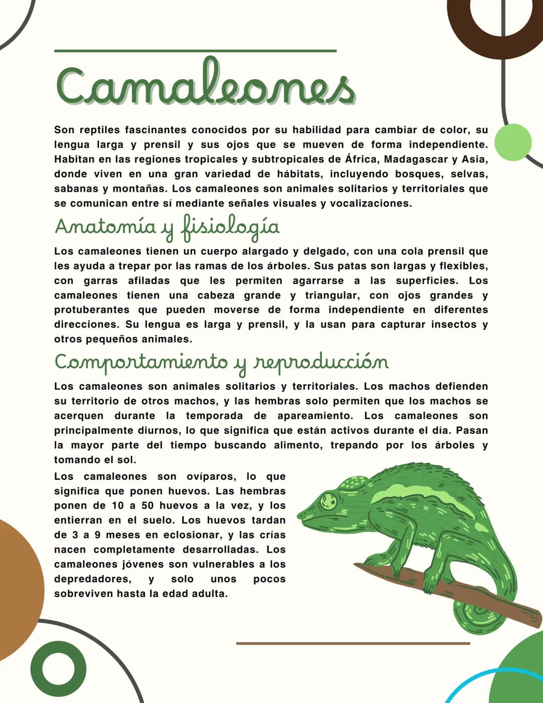 Camaleones
Son reptiles fascinantes conocidos por su habilidad para cambiar de color, su
lengua larga y prensil y sus ojos que se mueven de 