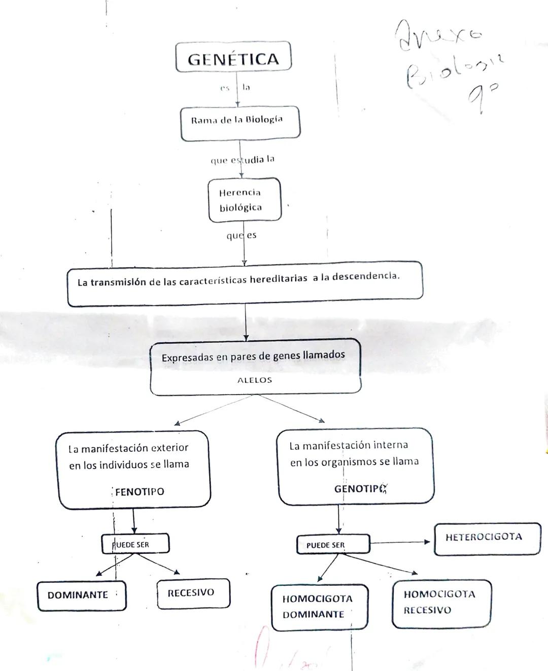 GENÉTICA
es
la
Rama de la Biología.
дрехо
Biologic
9°
que estudia la
Herencia
biológica
que es
La transmisión de las características heredit