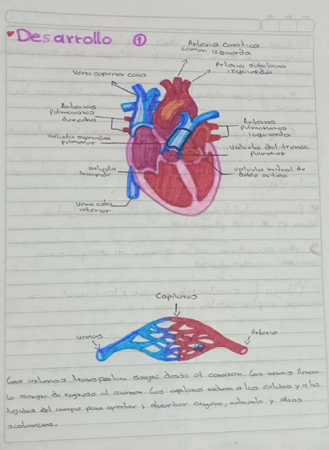 Desarrollo
0
Vena soperior cava
DD
MM
Arteria carotica
comon izquierda
Arlavia subclavia
izqolarda
Arterias
Polmonavos
derecha
Valvola sigma