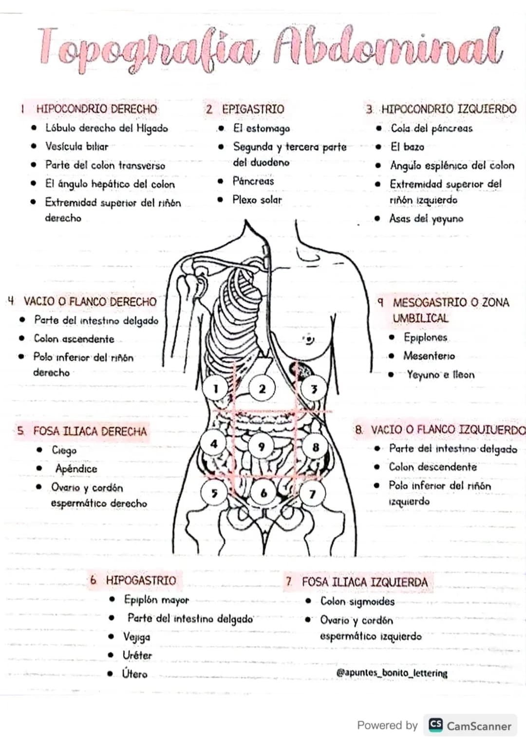 Topografia Abdominal
1 HIPOCONDRIO DERECHO
• Lóbulo derecho del Higado
• Vesícula biliar
⚫ Parte del colon transverso
• El ángulo hepático d