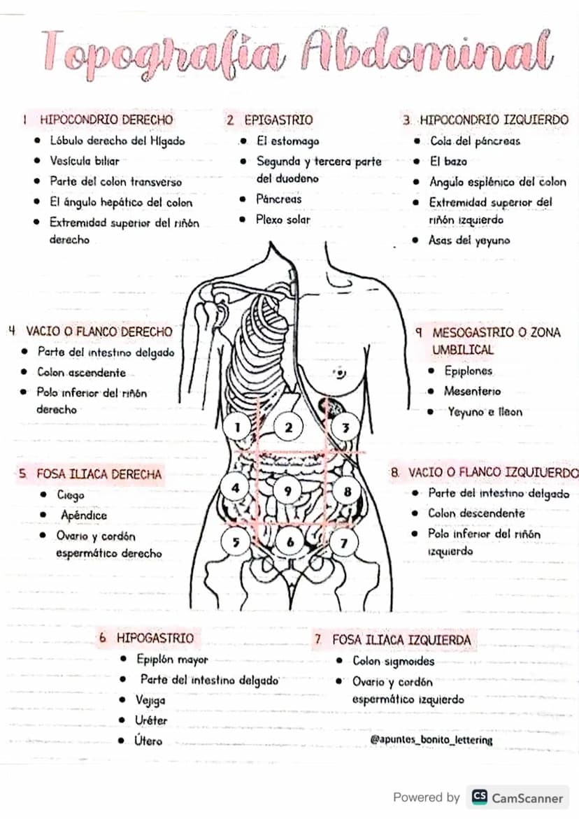 Topografia Abdominal
1 HIPOCONDRIO DERECHO
• Lóbulo derecho del Higado
• Vesícula biliar
⚫ Parte del colon transverso
• El ángulo hepático d