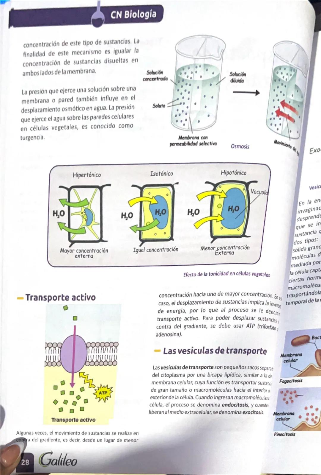 # Transporte de Sustancias

El transporte de sustancias en los seres vivos desempeña un papel fundamental en la homeostasis o equilibrio int