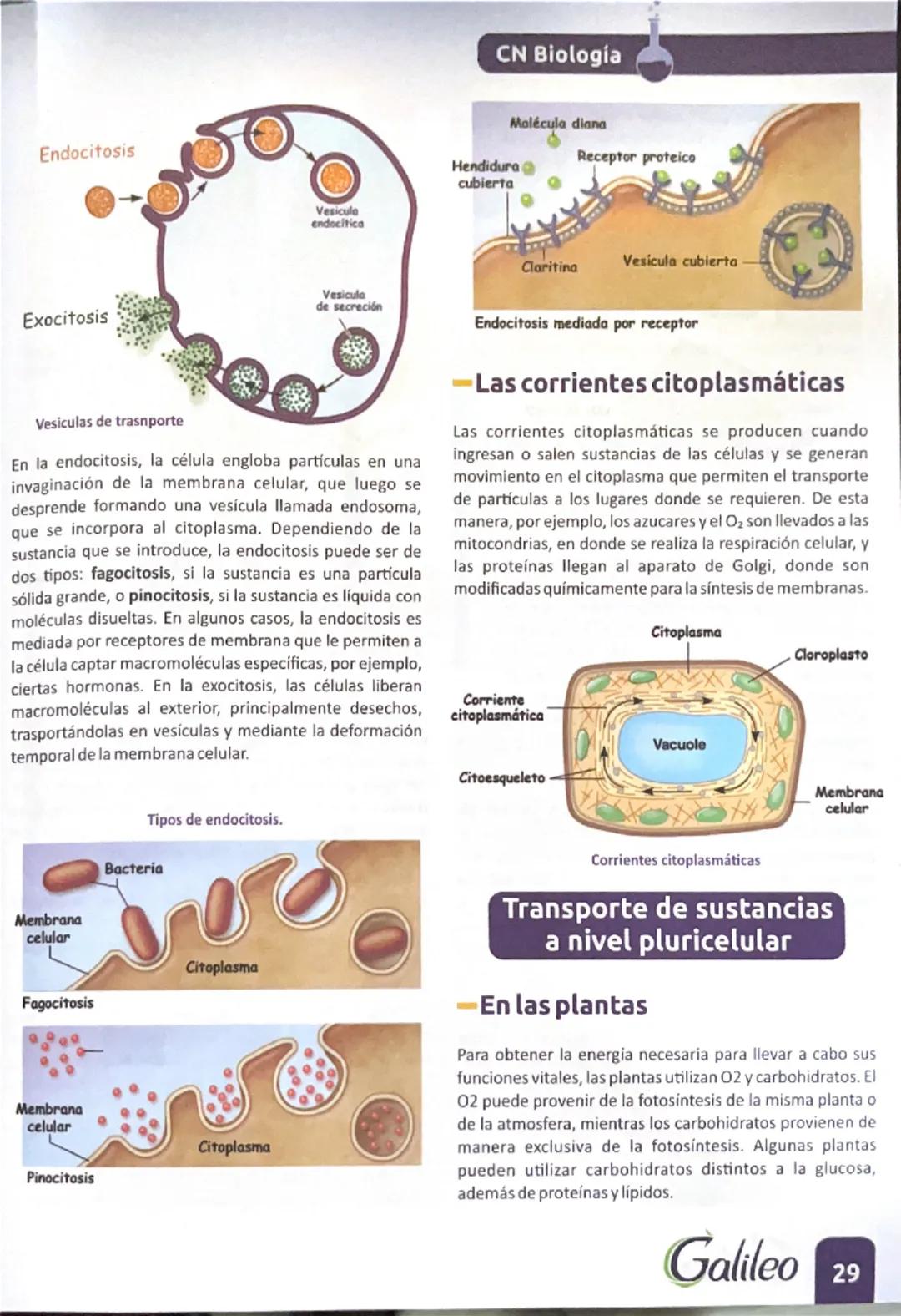 # Transporte de Sustancias

El transporte de sustancias en los seres vivos desempeña un papel fundamental en la homeostasis o equilibrio int