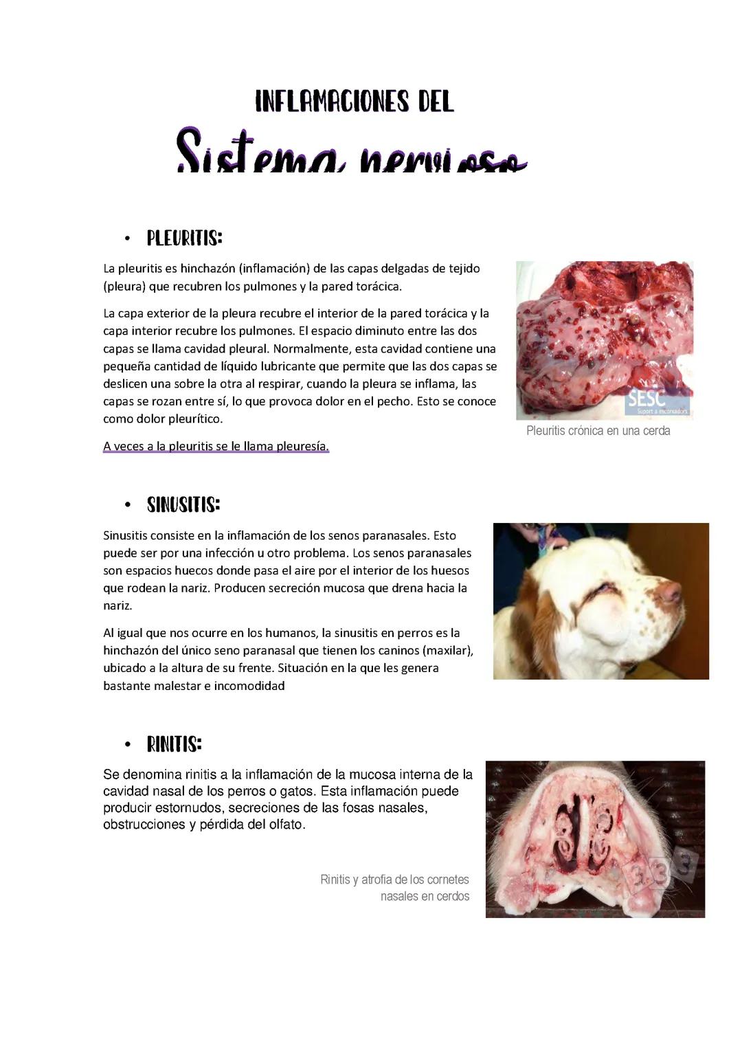 Inflamaciones del sistema nervioso- veterinaria 