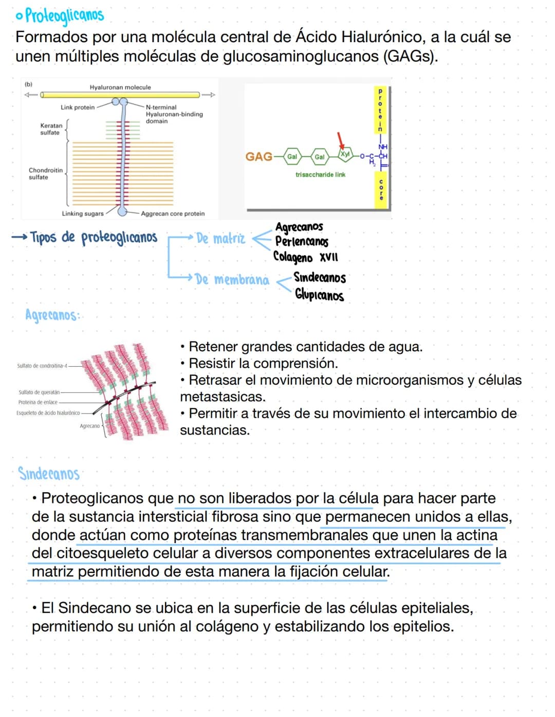 Matriz Extracelular
Complejo tridimensional molecular de proteinas, glucoproteinas y glucosaminoglicanos
esta en el espacio extracelular.
Fu