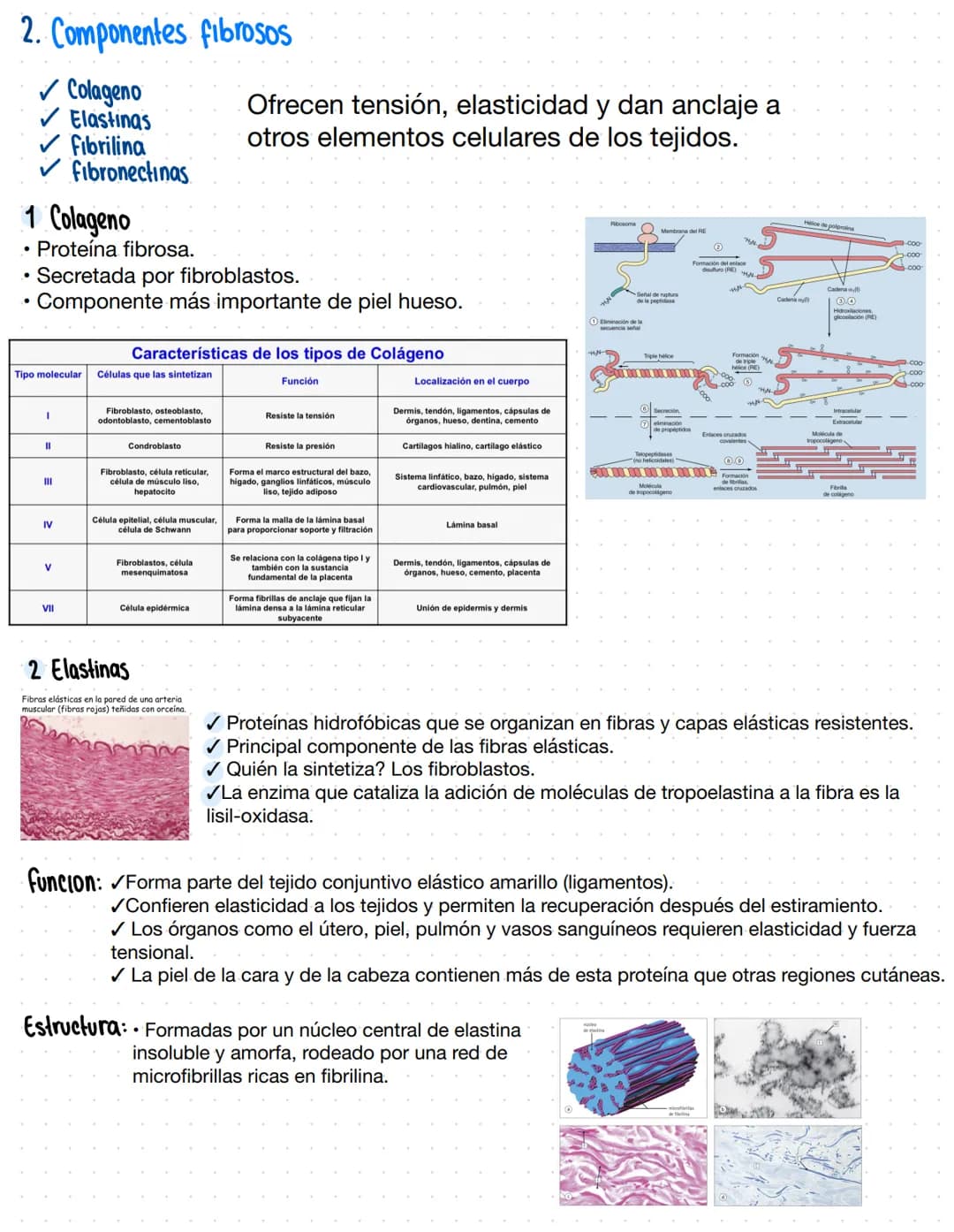 Matriz Extracelular
Complejo tridimensional molecular de proteinas, glucoproteinas y glucosaminoglicanos
esta en el espacio extracelular.
Fu