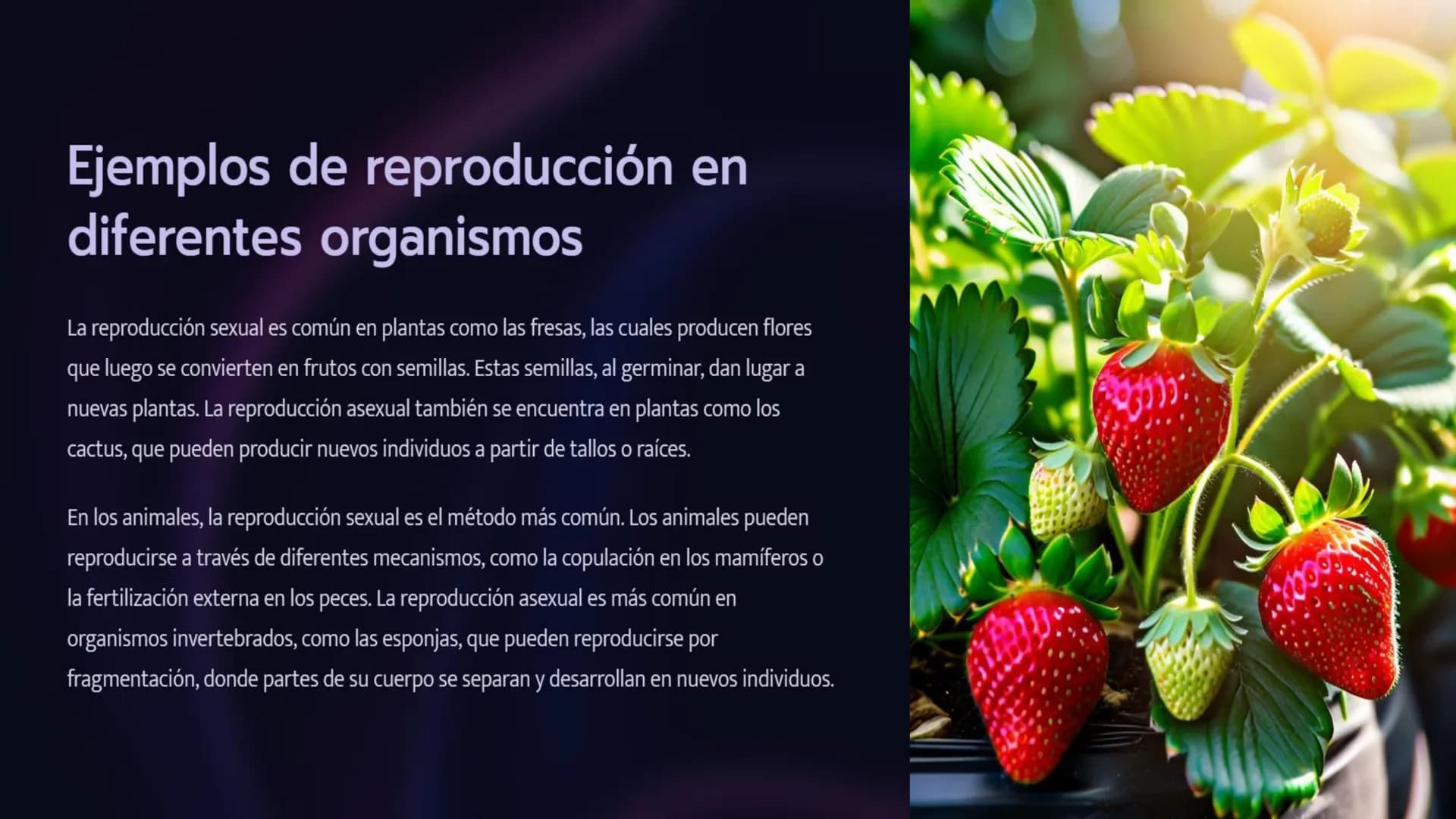 Introducción a la
Reproducción en Seres
Vivos
La reproducción es un proceso fundamental para la vida, permitiendo la perpetuación de
las esp