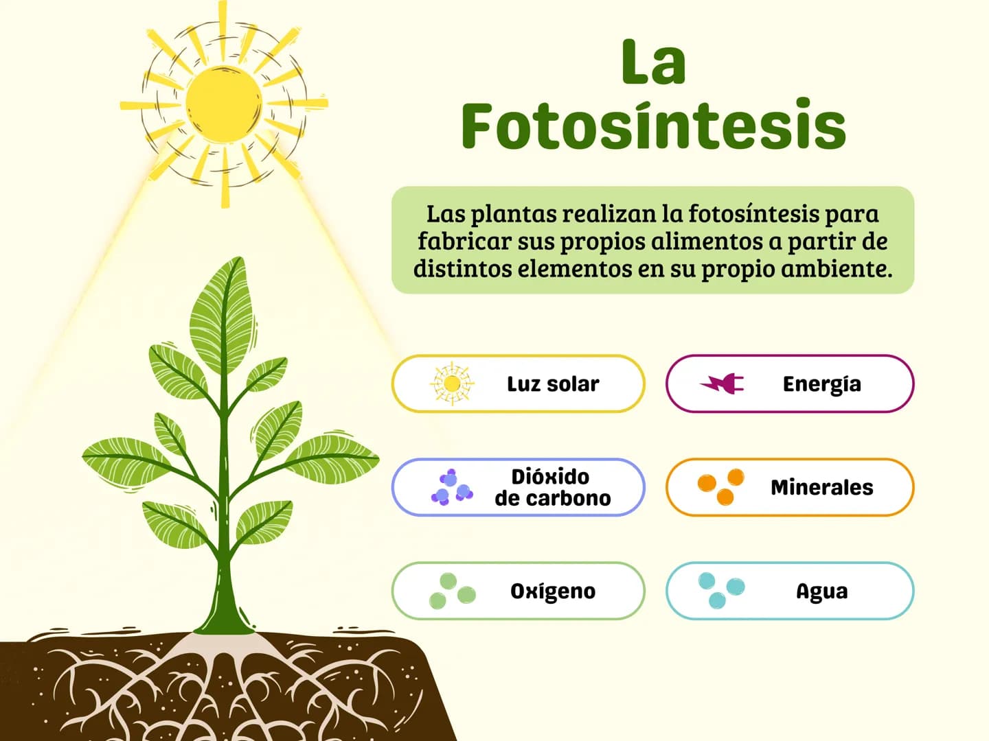La
Fotosíntesis
Las plantas realizan la fotosíntesis para
fabricar sus propios alimentos a partir de
distintos elementos en su propio ambien