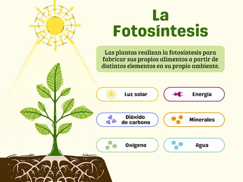 La
Fotosíntesis
Las plantas realizan la fotosíntesis para
fabricar sus propios alimentos a partir de
distintos elementos en su propio ambien