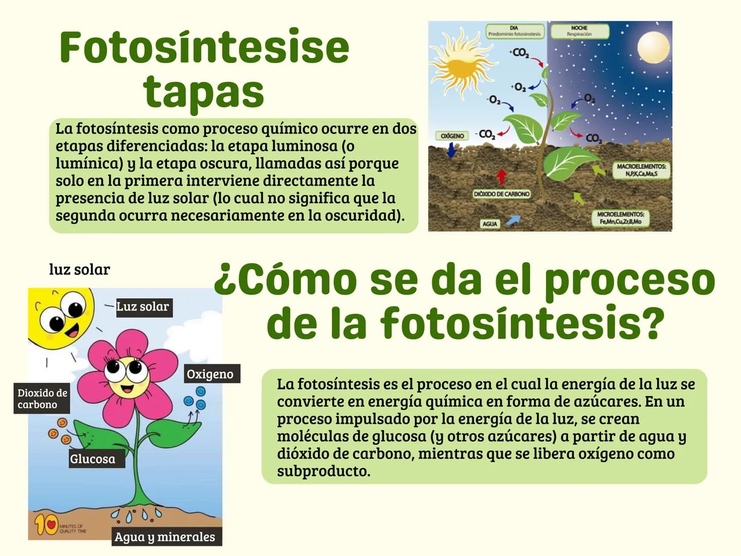 La
Fotosíntesis
Las plantas realizan la fotosíntesis para
fabricar sus propios alimentos a partir de
distintos elementos en su propio ambien