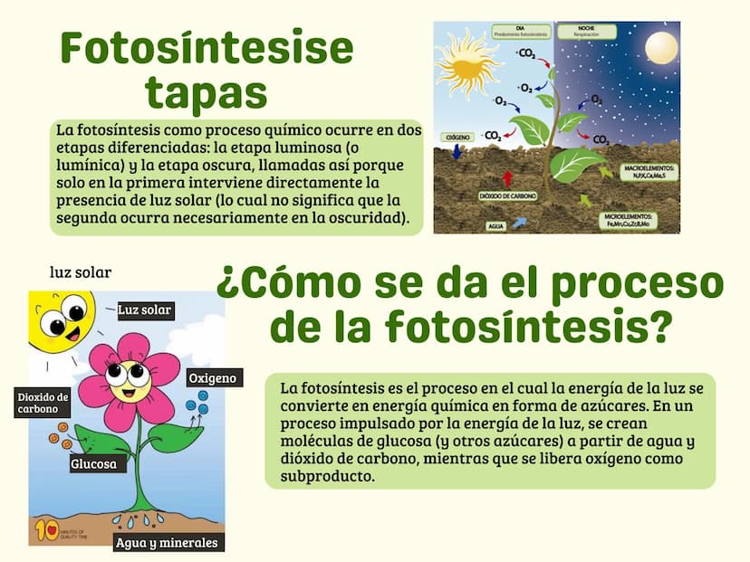 La
Fotosíntesis
Las plantas realizan la fotosíntesis para
fabricar sus propios alimentos a partir de
distintos elementos en su propio ambien