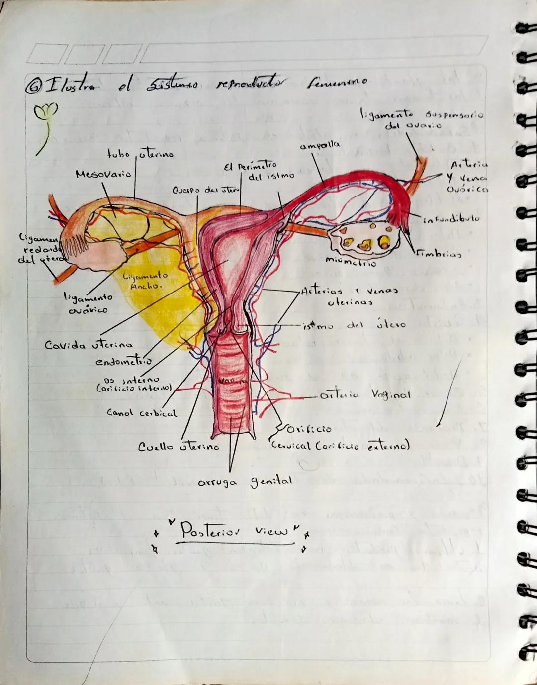 17
07
23
# Sistema reprodottor femenina.

## Då Que es el sistema reproductor Femenino? Camplio)
El Sistemo reproductor mascoting) femenino 