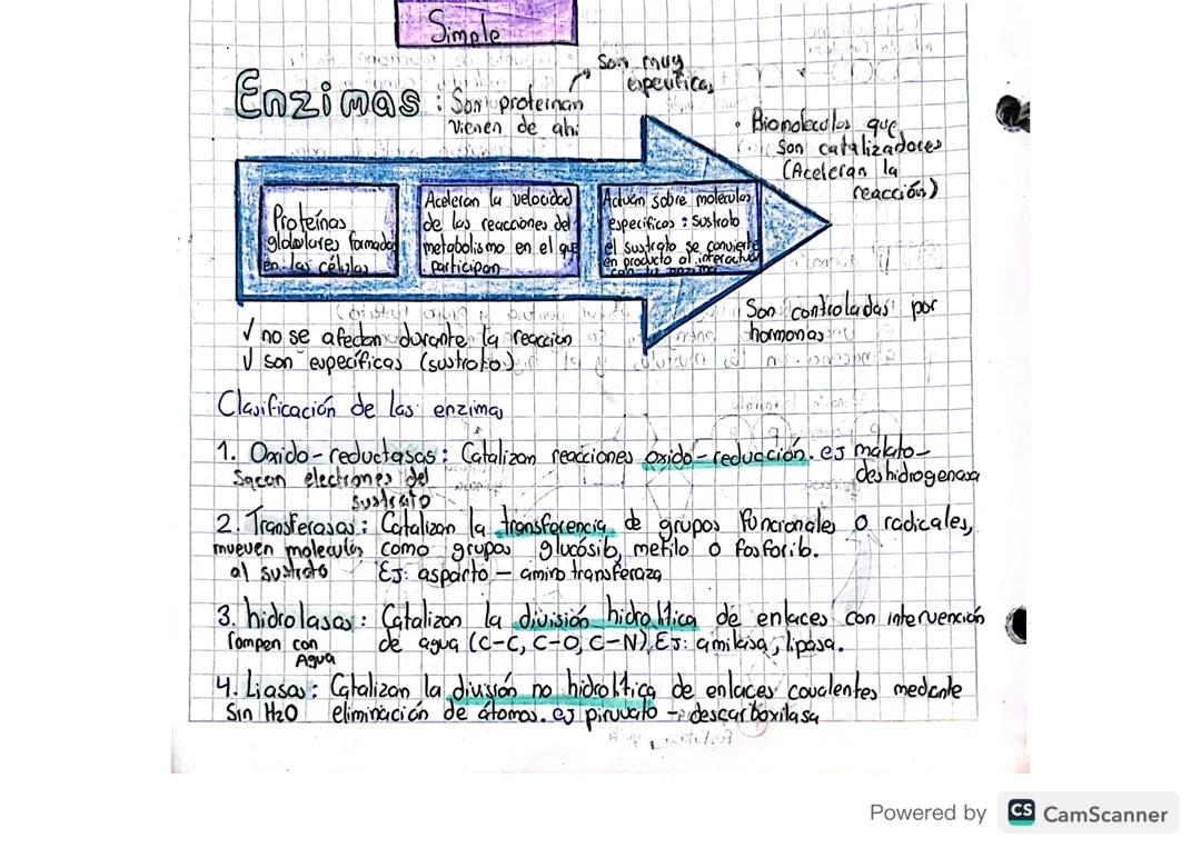 Tipos de Enzimas: 10 Ejemplos y Sus Funciones