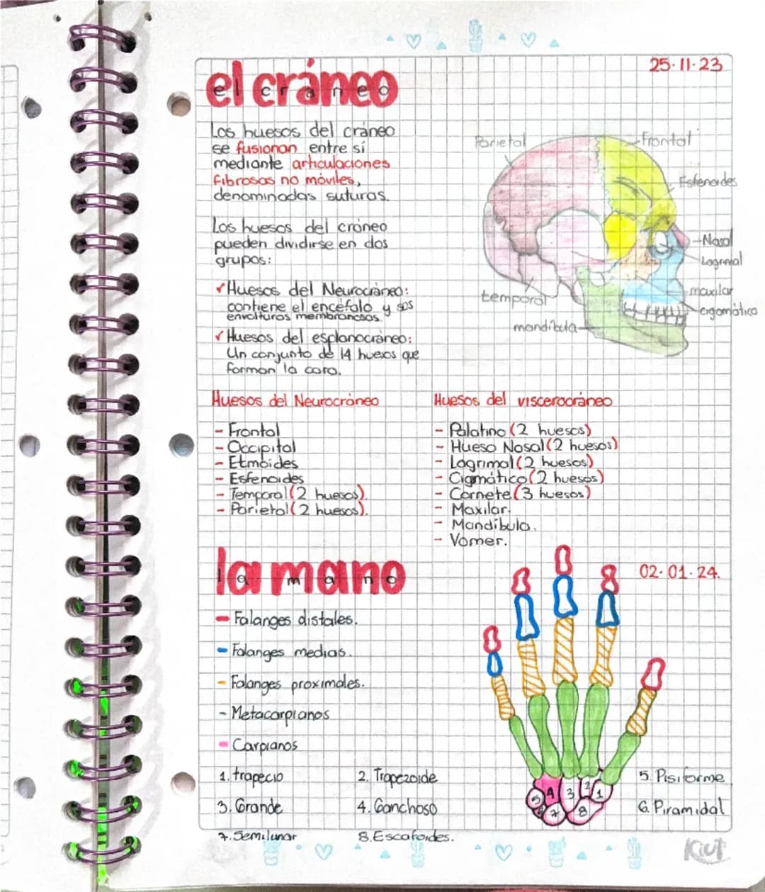 Anatomía mano y cráneo básica 