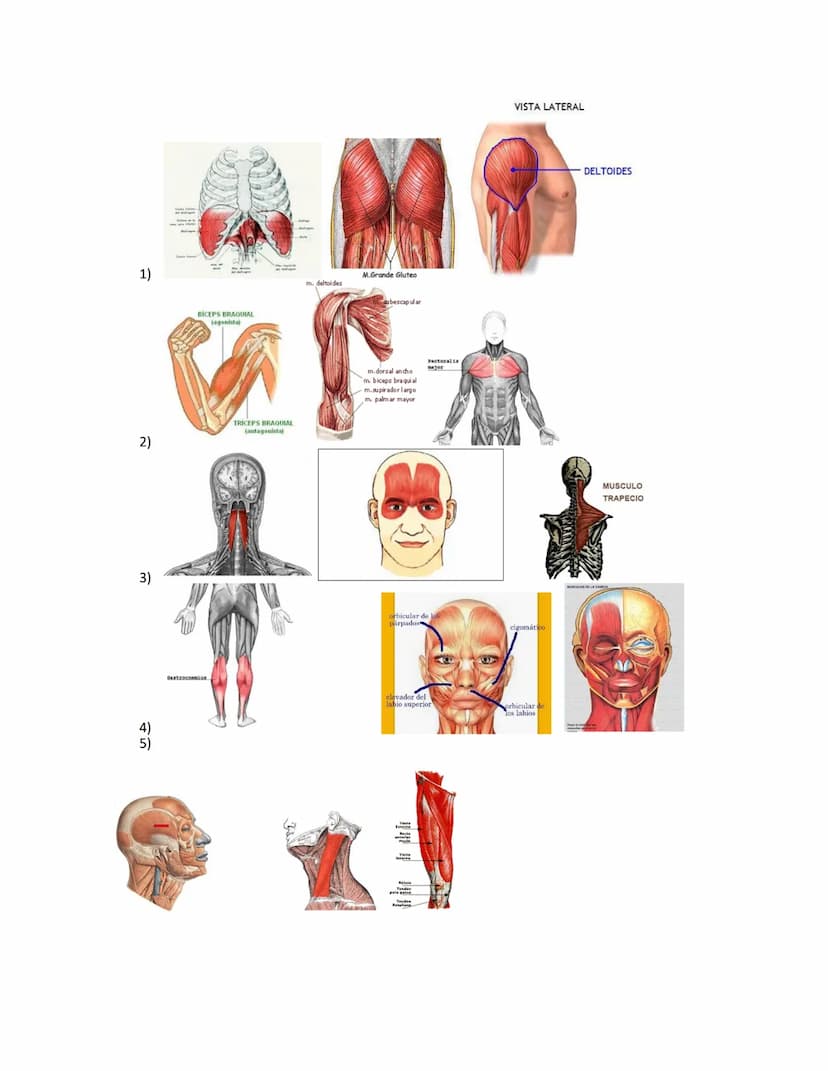 SISTEMA MUSCULAR
El sistema muscular está formado por el conjunto de músculos esqueléticos, cuya misión es el
movimiento del cuerpo. Junto c