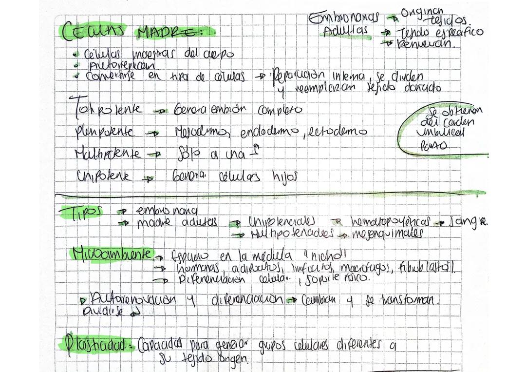 Descubre las Células Madre