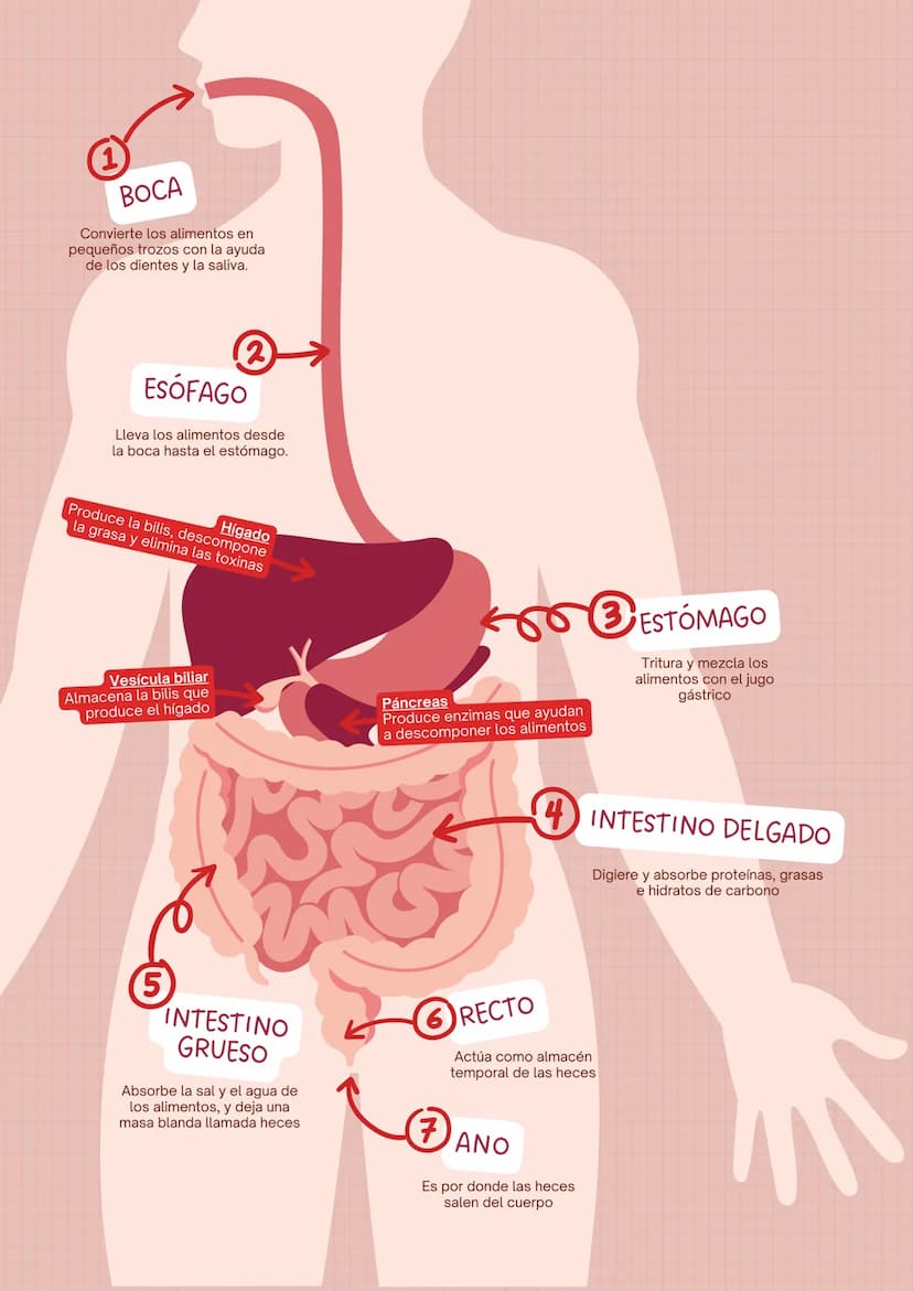 Nuestro
SISTEMA
DIGESTIVO
SUS FUNCIONES
Y ¿Que es el sistema digestivo y cuál es su
función?
El sistema digestivo es un conjunto de
órganos 