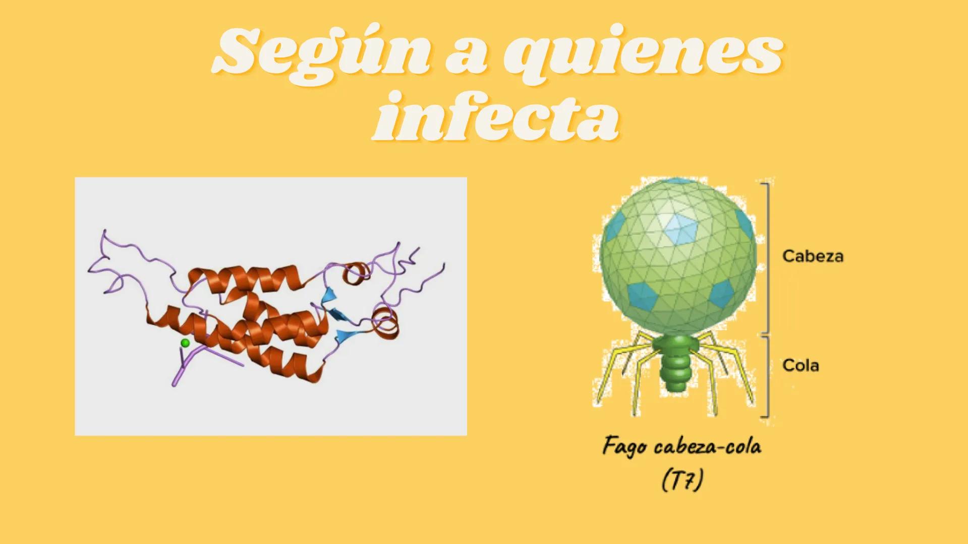 # LA CÉLULA Y VIRUS # ¿QUE SABEN
## DE LA
### CELULA? # La célula

*   La célula es el componente básico de todos los seres vivos.
*   Es la