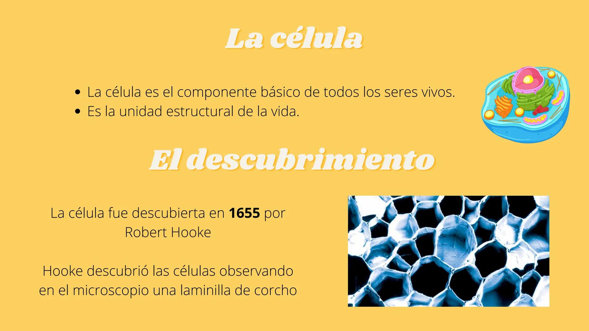 # LA CÉLULA Y VIRUS # ¿QUE SABEN
## DE LA
### CELULA? # La célula

*   La célula es el componente básico de todos los seres vivos.
*   Es la